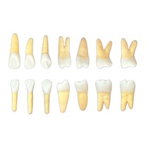Kit Dentes Radiopacos para Endodontia 21-27 e 31-37 - Orais