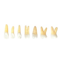 Kit Dentes Radiopacos para Endodontia 21-27 - Orais